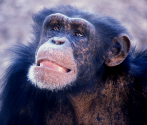 Chimpanzees: humans’ most closely related relatives genetically. 