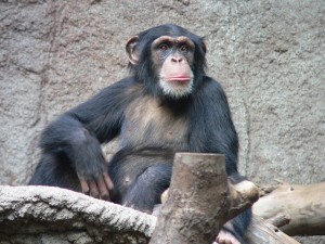 In certain ways, chimpanzees may surpass us.