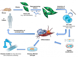 Derived through the reprogramming of adult cells, iPSCs resemble embryonic stem cells and can be differentiated into any type of cell to study disease, test drugs or - after gene correction - develop future cell therapies. Image Courtesy of EuroStemCell and Michael Rossbach