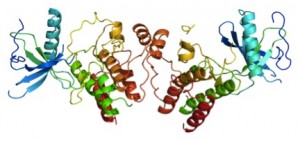 Crystal Structure of FGFR1. Image courtesy of Protein Data Bank