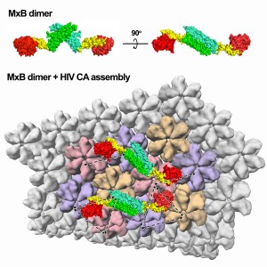 Structure of MxB and model of the MxB dimer bound to the HIV capsid. Image courtesy of Yong Xiong.