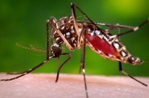 A photo of adult Aedes aegypti feeding on a human. A. aegypti are the vector of multiple tropical disease, including the debilitating sickness, dengue.  Image courtesy of the Centers for Disease Control.