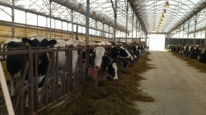 Manure from dairy cows is commonly used as a fertilizer, especially in organic farming. In a recent Yale study, researchers found that treating soil with manure from the dairy cows shown here heightens the levels of antibiotic-resistant bacteria in the soil. Image courtesy Nikolina Udikovic-Kolic