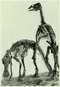 1.Over a hundred years ago, an artist created this rendering of two hadrosaurids. Now, further research on hadrosaurid skin suggests that the tail would have been significantly more muscular and that the bill would have sported some sort of crest. Depending on species and perhaps also on gender, a hadrosaur’s crest could range in size and shape from a small lump to a long, bony protrusion arcing all the way back past the head.  Image from an article by H. F. Osborn in The American Museum Journal (1911), courtesy of Matthew Davis.