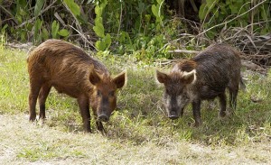 Wild pigs are a growing problem for agricultural and residential areas. Image courtesy of Wikimedia.