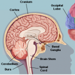 The basal ganglia are located deep near the base of the forebrain, and have important functions in motor control and procedural learning. Image courtesy of WebMD.