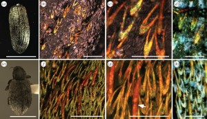 Light micrographs of two weevils, fossilized (top) and modern (bottom). Image courtesy of McNamara et al. (2010)