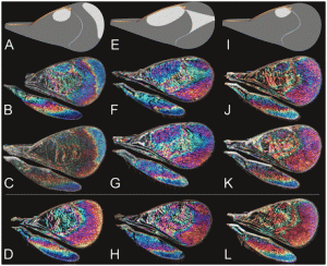 Structural colors don’t only come in blue butterflies – they can come in many colors and on many types of insects. Image courtesy of Shevtsova et al. (2011). Proc. Natl. Acad. Sci. USA 108, 668-673. 