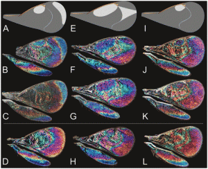 Structural colors don’t only come in blue butterflies – they can come in many colors and on many types of insects. Image courtesy of Shevtsova et al. (2011). Proc. Natl. Acad. Sci. USA 108, 668-673.