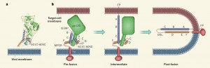 The HIV membrane protein resides on the blue membrane. A high-resolution image of this fusion machine showed that the loose cluster of protein below gp120 adopts an extended helix conformation that pierces into the cell membrane, shown in red. Courtesy of Nature.