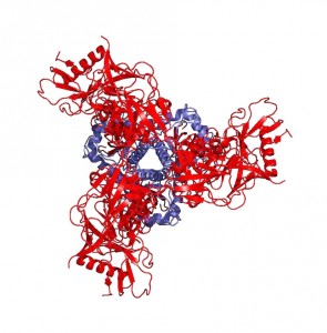 A computerized image of the HIV-1 Env trimer is shown here in open conformation. Courtesy of Walther Mothes.