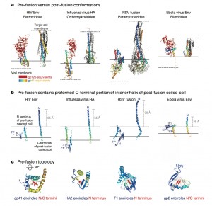 The HIV fusion machine is shown here in a computerized image along with the fusion machines of other viruses including ebola. It is evident from looking at these pre-fusion conformations that knowing the structure of the HIV fusion mechanism could shed light on other viruses. Courtesy of Nature.