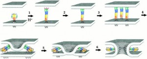 A demonstration of how the HIV virus attaches to a target cell membrane with the colored rods (gp41 fusion peptides). The protein first drills into the target membrane, then draws the two membrane together and widens the pore created. Courtesy of the Journal of Cell Biology.