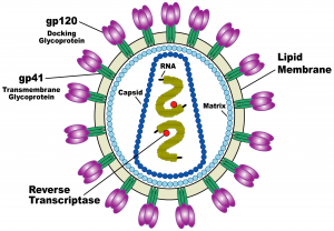 The anatomy of the HIV virus, with gp120 and gp41 subunits shown. Inside the virus are the materials the virus uses to hijack its host cell’s function once it has entered the cell. Courtesy of Wikipedia.