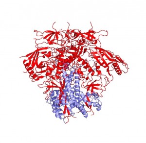 A computerized image of the HIV-1 Env trimer is shown here in closed conformation. Courtesy of Walther Mothes.