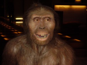 Fossilized remains of Australopithecus afarensis, the hominin species that includes the famous Lucy specimen, have been dated to be over three million old. This forensic facial reconstruction provides a glimpse of how Au. afarensis might have appeared as he roamed Eastern Africa during the Mid-Pliocene. (Image courtesy of Wikimedia Commons.)