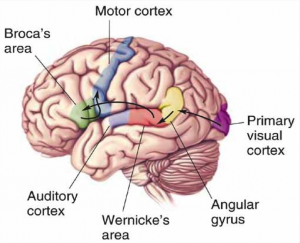 The Broca’s area and Wernicke’s area in the brain’s left hemisphere are known to have critical roles in speech production and language comprehension.  Image courtesy of Dr. Ken Pugh, Haskins Laboratories.