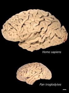 A comparison of the size of a human brain to a chimpanzee brain.