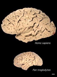 A comparison of the size of a human brain to a chimpanzee brain. 