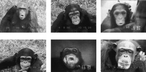 Examples of different categories of facial expressions for chimpanzees.