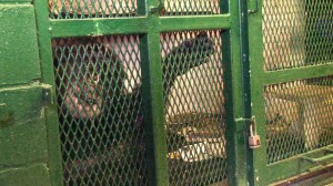 Tommy shown in the cage where he has lived for ten years.