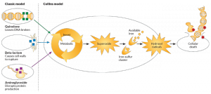 A schematic of the Collins model wherein antibiotic insult to the bacterial cell leads to a metabolic boost, producing an oxygen species that releasese iron from iron-sulfur clusters. Collins proposes that these are the initial steps in bacterial killing. Courtesy of Jonathan Kannair.