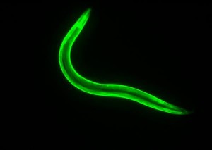 The C. elegans worm model was the foundation of this experiment, and provided new insights on lipid metabolism and the genetic processes that regulate it. Image courtesy of the Curran laboratory.