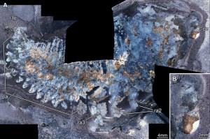 Thylacares brandonensis fossil (A. Fossil overview of B. Close up of eyes). Courtesy of Haug et al.