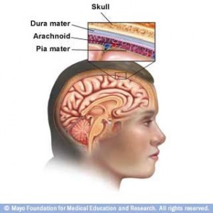 The meninges are the protective membranes covering the brain and spinal cord. Image courtesy of the Mayo Foundation for Medical Education and Research.