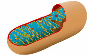 Mitochondria’s many membrane infoldings allow it to create mass amounts of cellular energy captured by ATP. Image courtesy of Wikimedia.