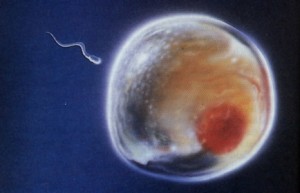 In-vitro fertilization: egg meets sperm. Image courtesy of Wikimedia.