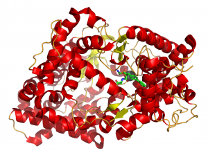 Neprilysin is an enzyme that degrades certain peptides, including two peptide hormones that decrease blood pressure. Sacubitril, a component of LCZ696, inhibits neprilysin to restore the function of these hormones. Image courtesy of Wikipedia.