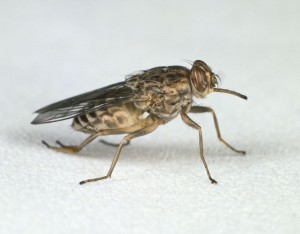 Picture 1. Tsetse Fly