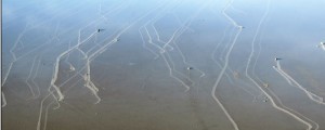The sailing stones travel parallel to each other, forming synchronized tracks on the surface of the playa. Image courtesy of Richard Norris et al, PLoS One 