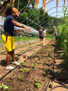 Yetunde Meroe '16 sprinkles seeds in the soil at the Yale Farm. Soil science was a major theme of her summer work.