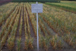 Barley suffering from drought-stress in California. Image courtesy of CIMMYT, the International Maize and Wheat Improvement Center.