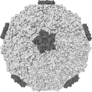 A 3D model shows the rhinovirus  particle. Image courtesy of Wikimedia.