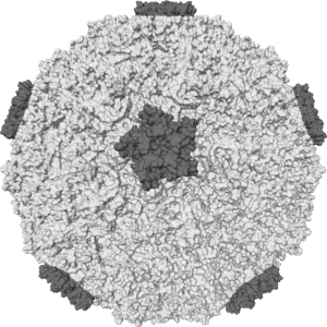 A 3D model shows the rhinovirus particle. Image courtesy of Wikimedia.