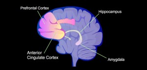 The hippocampus and prefrontal cortex both function in working memory. Dr. John Elsworth’s team focused on these two regions in their study of BPA’s effects on the brain and on cognitive functions. Image courtesy of becou.com