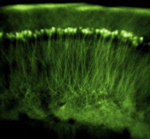 The hippocampus sends electrical pulses during sleep that are identical to those sent during specific daytime experiences. Image Courtesy of Knowing Neurons.