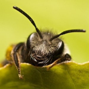 A bee catches up on its sleep after an exhausting time socializing in the hive. Image Courtesy of Discover Magazine.