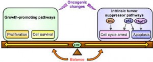 A diagram represents the two-signal hypothesis by which cancer develops. Both activation of an oncogene and inactivation of a tumor suppressor gene are required. Image courtesy of InTechOpen.