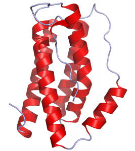 IL-6, whose crystal structure is shown here, is the protein thought to be responsible for unleashing the oncogenic potential of Yap. Image courtesy of Wikipedia.