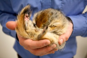 Despite its slumber, this hibernating arctic ground squirrel has active thermogenesis going on in the brain. Image courtesy of Polar Trec.