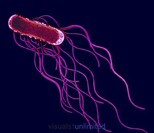 Flagella are powerful, multi-protein motors that propel bacteria forward. While flagella were previously thought to be the only form of motility in Salmonella, we now know of an alternative mode of motility that operates under low magnesium conditions. Image Courtesy of Textbook of Bacteriology.