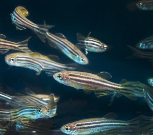 Due to their rapid development cycles, zebrafish were ideal animal models for Nicoli’s research. Image courtesy of Lynn Ketchum.