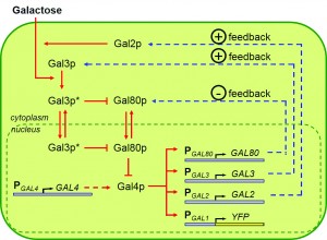 The galactose utilization network contains four regulatory promoters: GAL2, GAL3, GAL4, and GAL80. Each controls the expression of downstream genes, and together they determine the activity level of the whole network. GAL80 controls a negative feedback loop. Image courtesy of Murat Acar. 