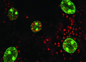 The promoters of the GAL network regulate the abundance of enzymes such as those pictured here, which help the cell metabolize galactose. Image courtesy of the University of California San Diego, Julian Schroeder Lab.