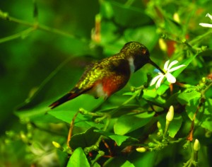 Until recently, scientists believed that C. lyrura and C. evelynae both belonged to one species of hummingbird. Research from Teresa Feo’s lab corrects this misconception. Image courtesy of New Jersey Birds.