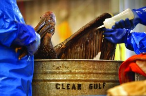 Oil spills affect wildlife by contaminating their natural environment and food sources. Image courtesy of the Los Angeles Times.